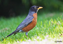 Turdus migratorius